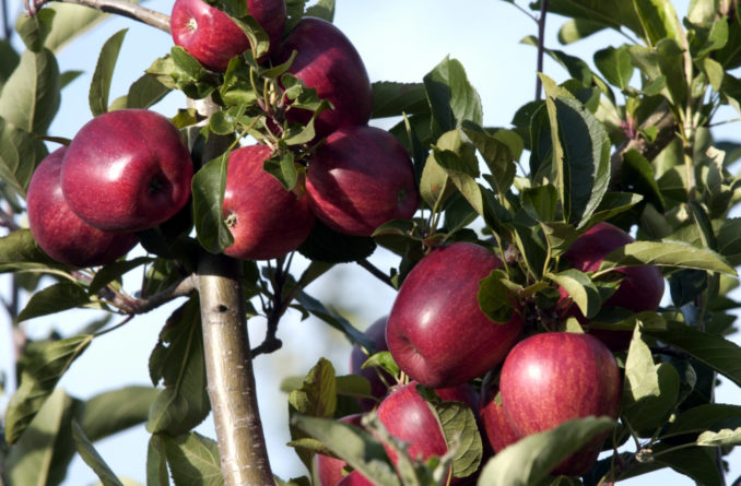 南加州的氣候適合種植各種水果。（圖／Getty Images)