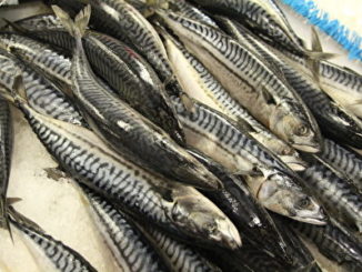 鲭鱼（Mackerel）出没于西太平洋及大西洋的海岸附近，以小鱼及浮游动物为主食