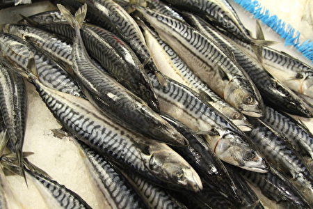 鯖魚（Mackerel）出沒於西太平洋及大西洋的海岸附近，以小魚及浮遊動物為主食