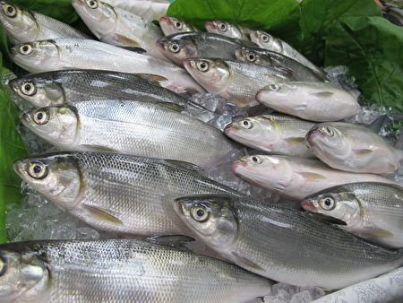 虱目魚（milkfish）屬於海洋食物鏈底層生物，屬於「建議食用魚」