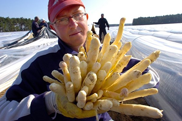 德國人稱蘆筍為「蔬菜中的國王」。圖為工人剛剛採收的鮮蘆筍。（Getty Images）
