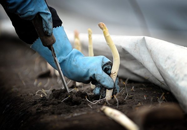 蘆筍不能機械採收，必須人工操作，這也是令它金貴的一個原因。（Getty Images）