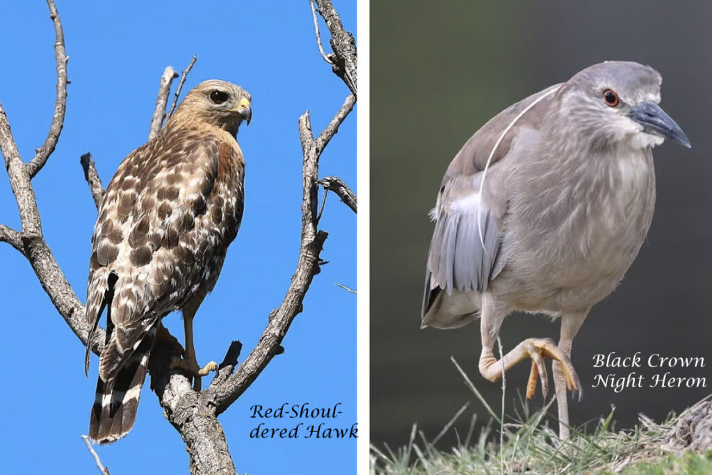 圣地亚哥Santee Lakes